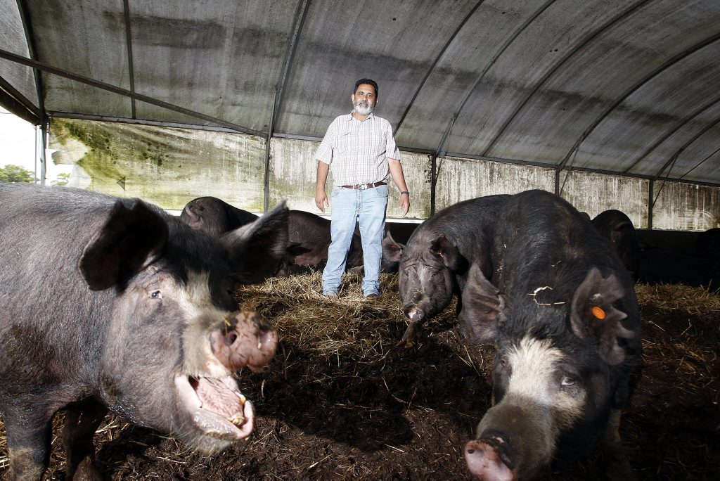 Coorabell pork farmer John Singh. Coorabell pork farmer John Singh.