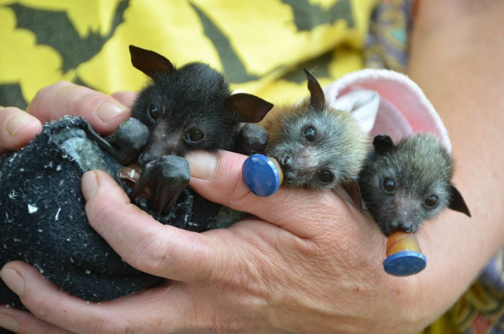 Bat Conservation and Rescue Queensland will have orphaned flying fox pups on hand at their education display at Kearneys Spring Park on Sunday. Bat Conservation and Rescue Queensland will have orphaned flying fox pups on hand at their education display at Kearneys Spring Park on Sunday.