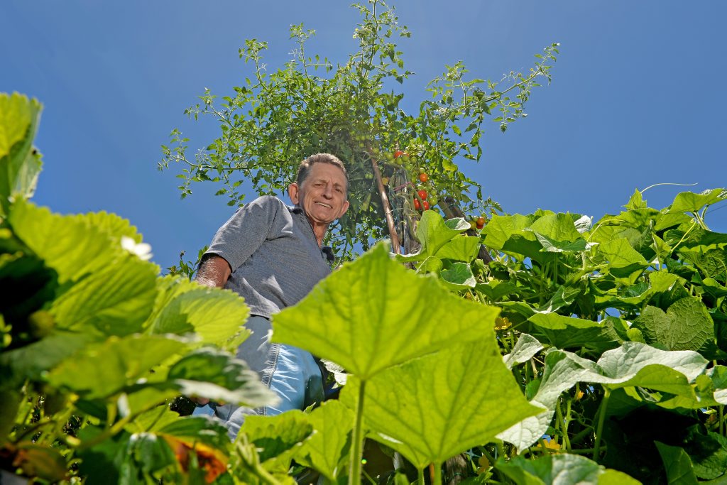 Ernie Patmore with his giant tomato plant. Ernie Patmore with his giant tomato plant.