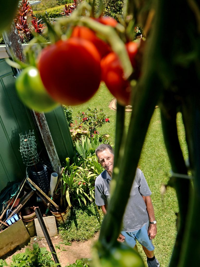 Ernie Patmore with his giant tomato plant. Photo: Blainey Woodham / Daily News Ernie Patmore with his giant tomato plant. Photo: Blainey Woodham / Daily News