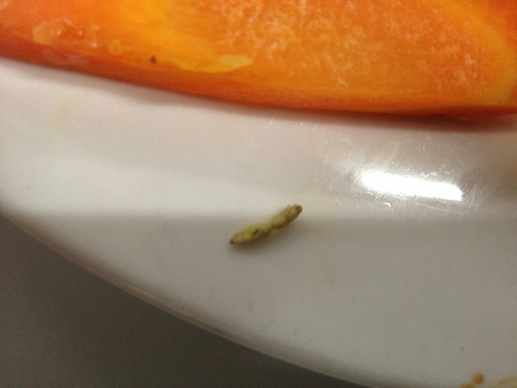 Workers in the QCLNG camp believe a maggot was found in broccoli from the camp kitchen - but Bechtel insists it was a caterpillar. Photo Contributed Workers in the QCLNG camp believe a maggot was found in broccoli from the camp kitchen - but Bechtel insists it was a caterpillar. Photo Contributed