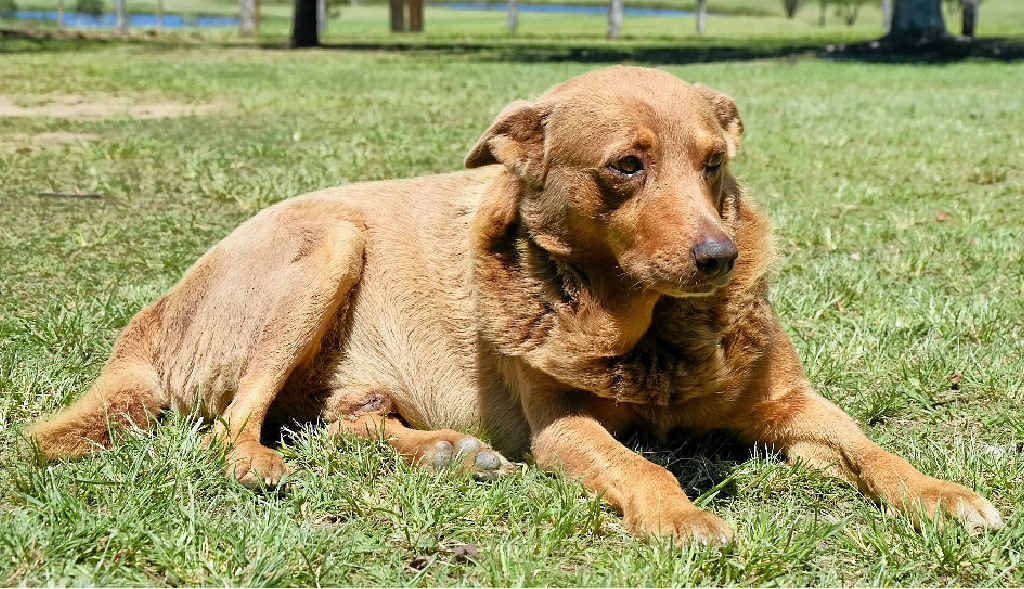 EVERYONE’S BEST MATE: Lawrence’s very own Red Dog. EVERYONE’S BEST MATE: Lawrence’s very own Red Dog.