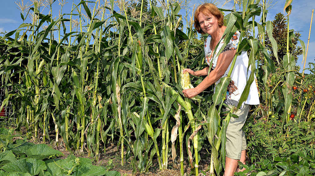 FRESH LIVING: Ooralea resident Maryann Cutajar grows her own fruit and vegetables and loves spending time in her garden. She says she would love to be self-sufficient. FRESH LIVING: Ooralea resident Maryann Cutajar grows her own fruit and vegetables and loves spending time in her garden. She says she would love to be self-sufficient.