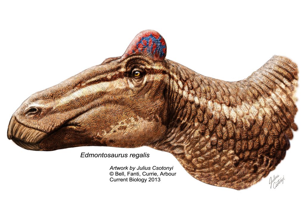 The duck-billed dinosaur Edmontosaurus reconstruction The duck-billed dinosaur Edmontosaurus reconstruction