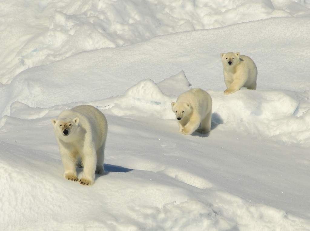Aurora Expeditions cruise through Greenland. Aurora Expeditions cruise through Greenland.