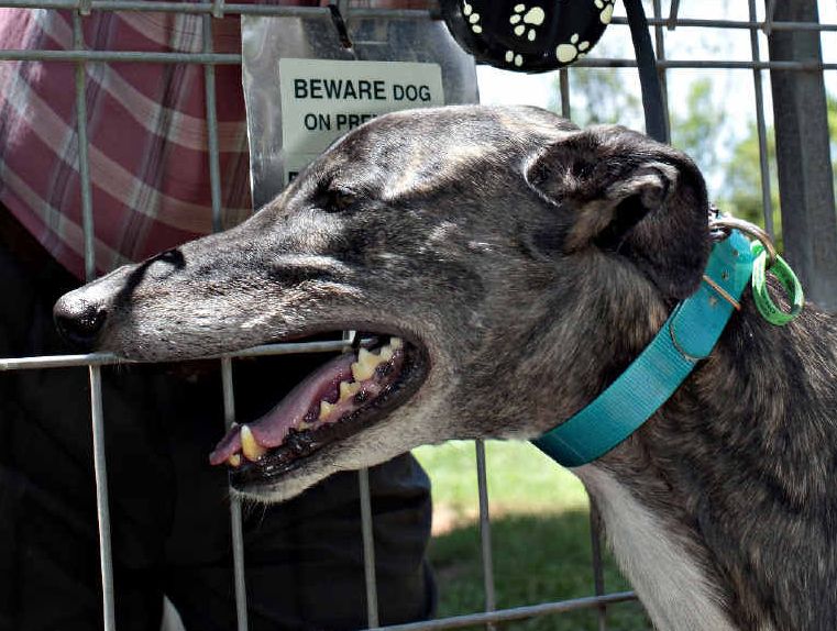 BAITING ATTEMPT: Bill Veitch’s pet dog Johnny was recently the victim of baiting. BAITING ATTEMPT: Bill Veitch’s pet dog Johnny was recently the victim of baiting.