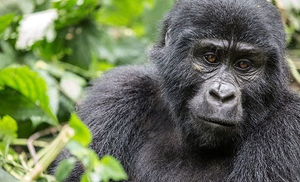 Wild gorilla in Bwindi Impenetrable Forest, Uganda Wild gorilla in Bwindi Impenetrable Forest, Uganda