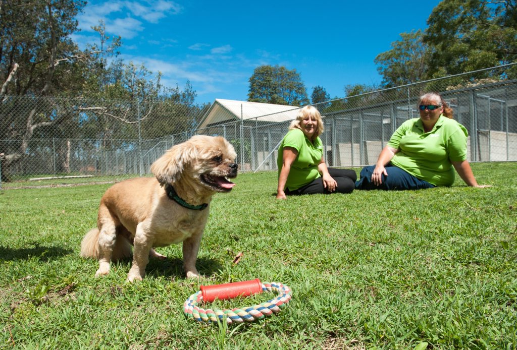 No room at inn! More kennels needed over Christmas Coffs Coast Advocate