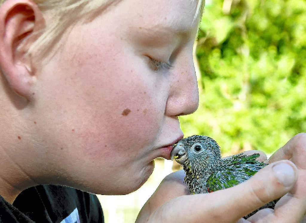 NEW MATE: Bradley Wright with the parrot Zarnia Lockwood gave him after intruders killed his pet Connie. NEW MATE: Bradley Wright with the parrot Zarnia Lockwood gave him after intruders killed his pet Connie.
