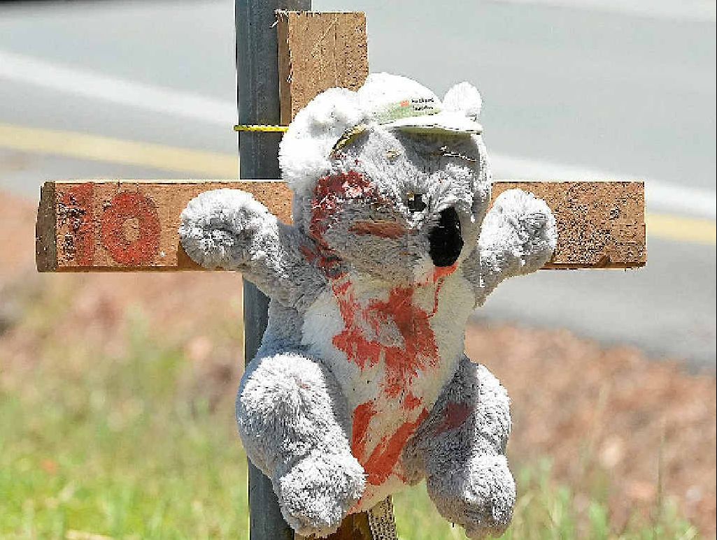 RUMOUR MILL: No-one is admitting they put toy koalas on crosses along Palmwoods School Rd. RUMOUR MILL: No-one is admitting they put toy koalas on crosses along Palmwoods School Rd.