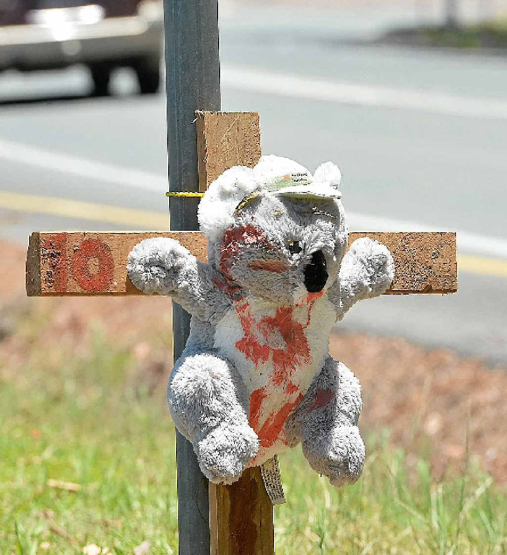 RUMOUR MILL: No-one is admitting they put toy koalas on crosses along Palmwoods School Rd. RUMOUR MILL: No-one is admitting they put toy koalas on crosses along Palmwoods School Rd.