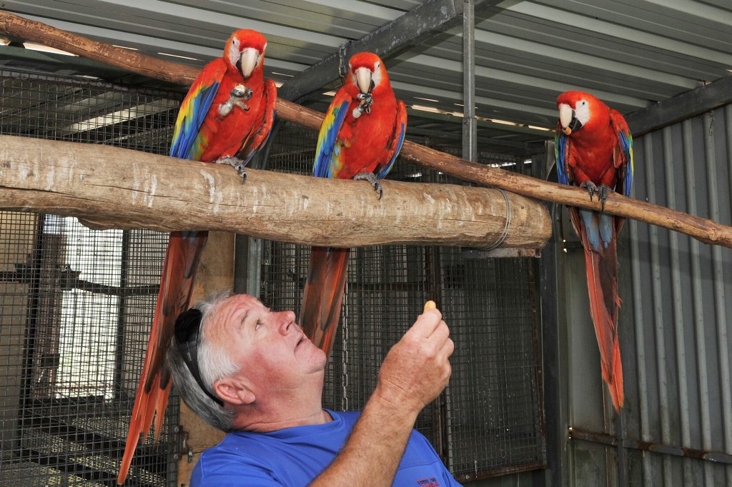 Tom O'Grady of Alstonville, Macaw breeder. Tom O'Grady of Alstonville, Macaw breeder.
