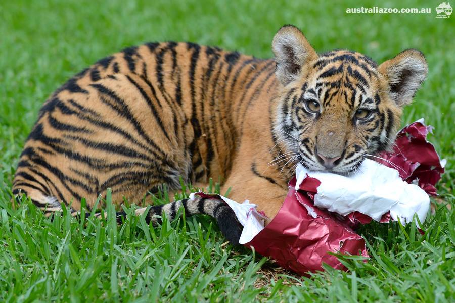 Australia Zoo's tiger Hunter rips into his first Christmas present. Australia Zoo's tiger Hunter rips into his first Christmas present.