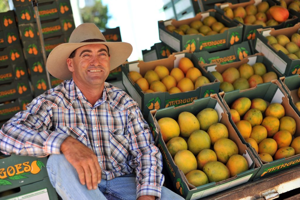 Dave Dingle is a mango farmer with a property west of Calliope. Dave Dingle is a mango farmer with a property west of Calliope.