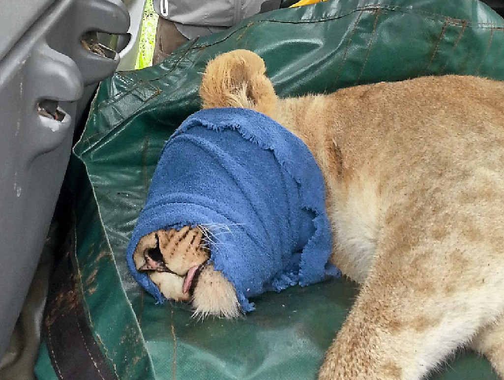 LION AROUND: Gabrielle Painter checks on a sedated lion while volunteering for African Conservation Experience in South Africa. LION AROUND: Gabrielle Painter checks on a sedated lion while volunteering for African Conservation Experience in South Africa.