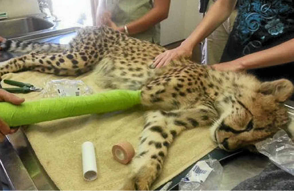 VET EXPERIENCE: A cheetah is treated for a leg injury. VET EXPERIENCE: A cheetah is treated for a leg injury.