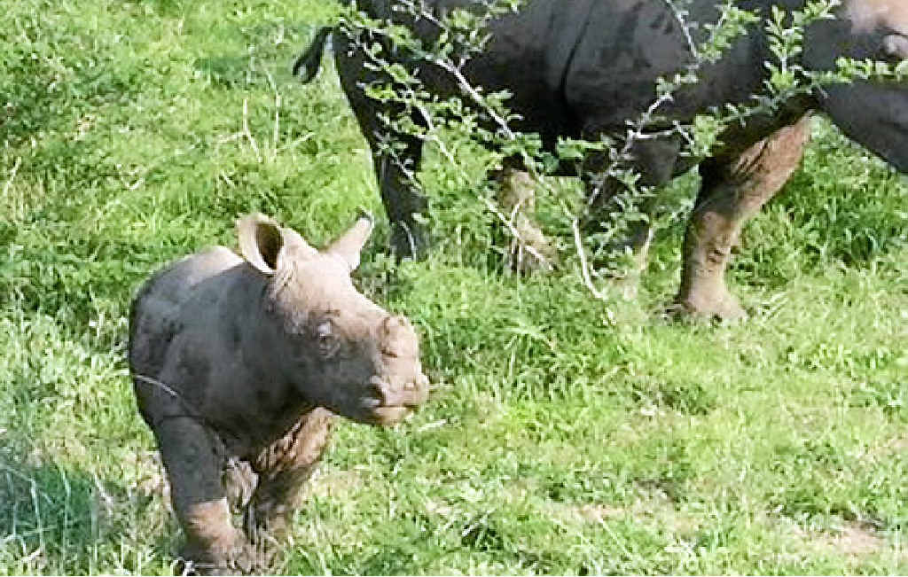 BIG BABY: Treating rhinos was a highlight of Miss Painter’s trip. BIG BABY: Treating rhinos was a highlight of Miss Painter’s trip.