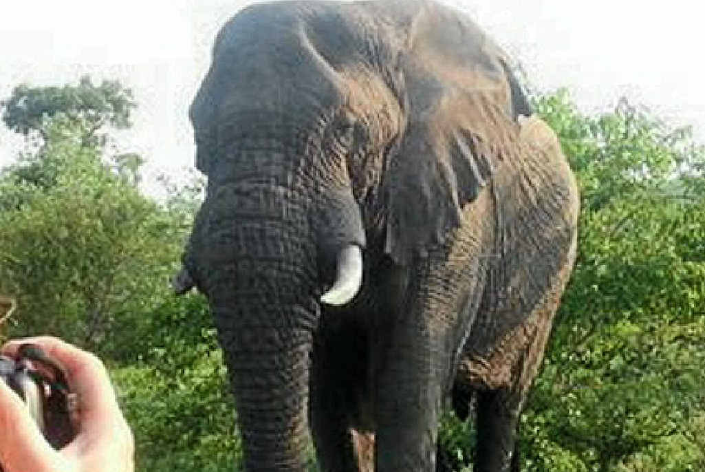 UNFORGETTABLE: An elephant comes in for a close look during a game drive. UNFORGETTABLE: An elephant comes in for a close look during a game drive.