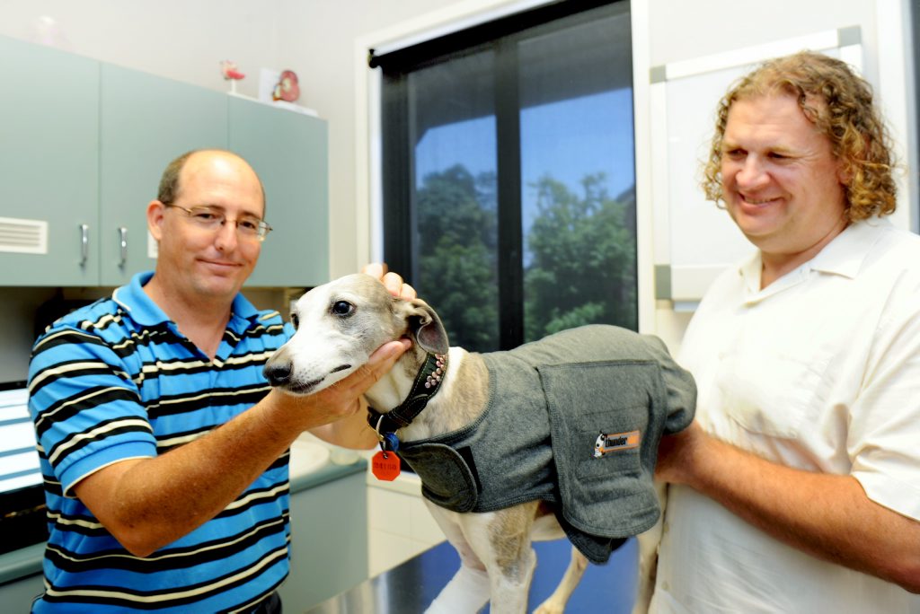 Mat Rowland and Bronte the Whippett are glad to be reunited after Bronte became distressed and escaped the yard. Senior veterinarian Sheyne Horton fits a soft and comforting thunder shirt. Mat Rowland and Bronte the Whippett are glad to be reunited after Bronte became distressed and escaped the yard. Senior veterinarian Sheyne Horton fits a soft and comforting thunder shirt.