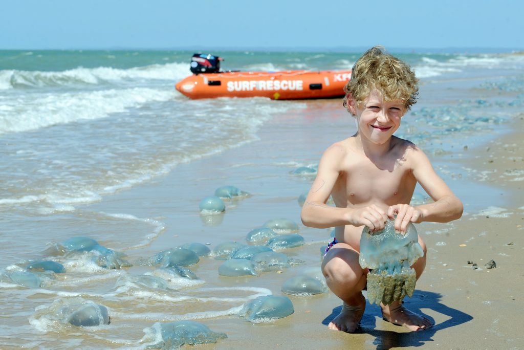 Felix McWilliam is becoming accustomed to sharing his beach with the blue blubbers infesting our shores. Felix McWilliam is becoming accustomed to sharing his beach with the blue blubbers infesting our shores.