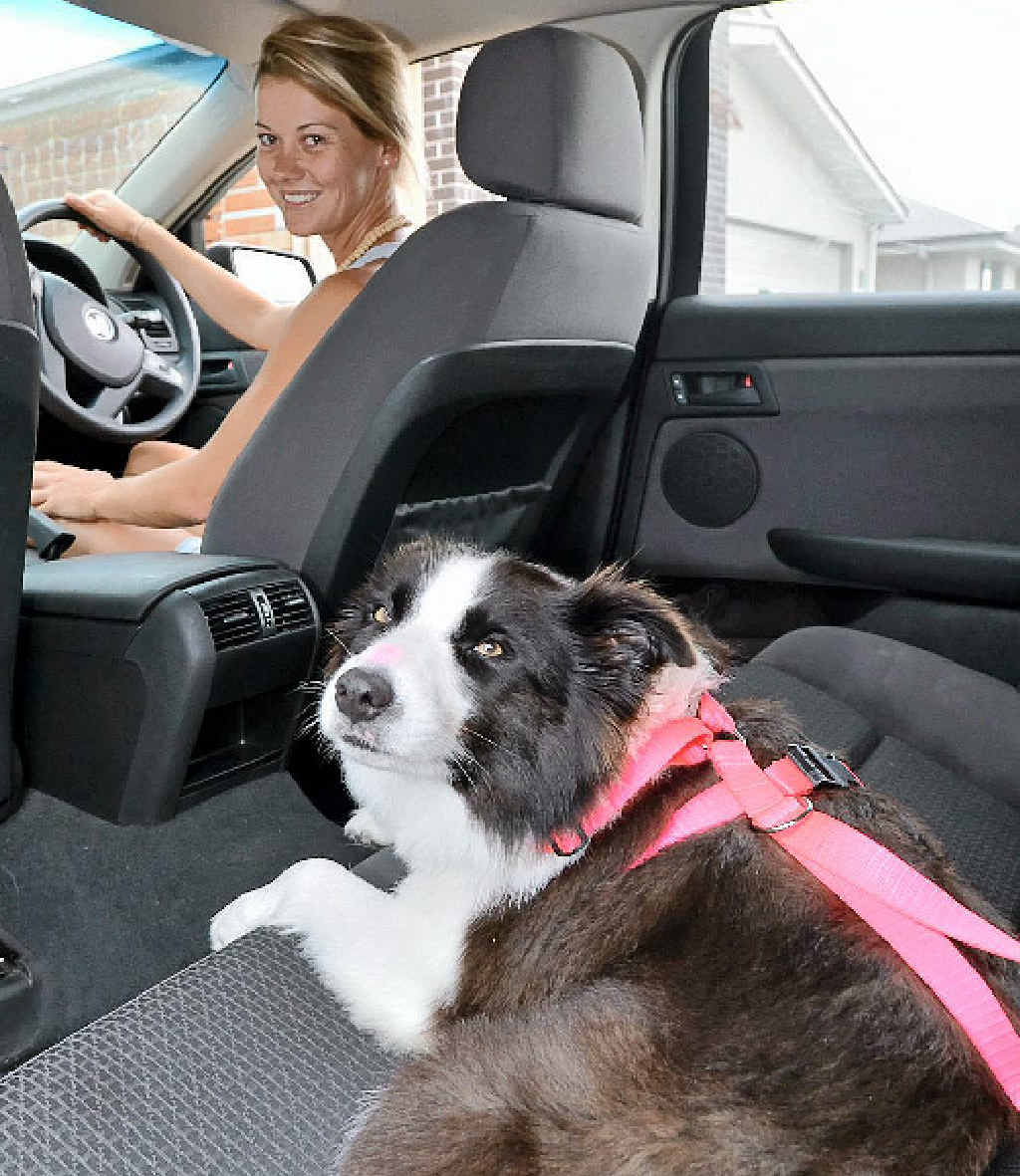 SAFETY FIRST: Caitlin Ollier ensures her border collie, Indi, is harnessed in the car. SAFETY FIRST: Caitlin Ollier ensures her border collie, Indi, is harnessed in the car.
