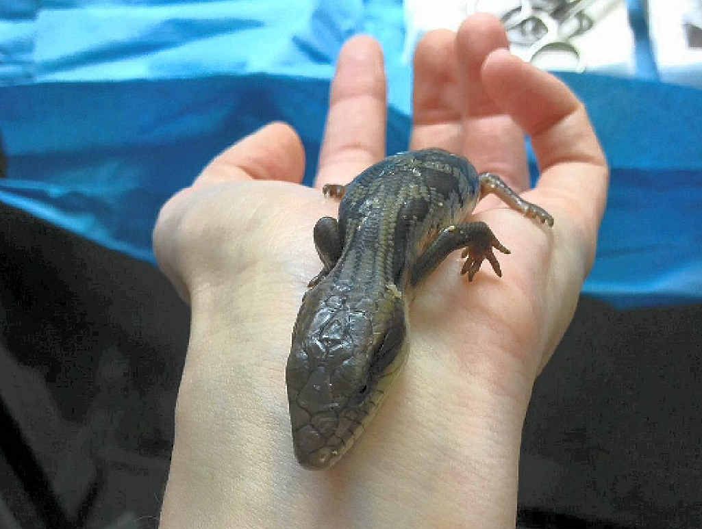 READY TO ROCK: One of the 14 baby blue tongues delivered by caesarean section. READY TO ROCK: One of the 14 baby blue tongues delivered by caesarean section.