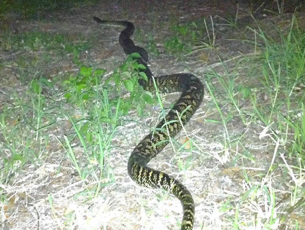 GOING WILD: The 3m carpet python WIRES snake wrangler Paul Jones rescued in See Park, Grafton, on Christmas eve. GOING WILD: The 3m carpet python WIRES snake wrangler Paul Jones rescued in See Park, Grafton, on Christmas eve.
