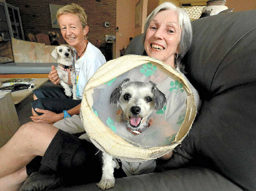 LOOKING UP: Rescued dogs Katie and Bob with Vivian Miller of West Ballina (right). Northern Rivers Animal Services volunteer Trish Giltinan (left) would like people to consider giving rescue dogs a new home. LOOKING UP: Rescued dogs Katie and Bob with Vivian Miller of West Ballina (right). Northern Rivers Animal Services volunteer Trish Giltinan (left) would like people to consider giving rescue dogs a new home.