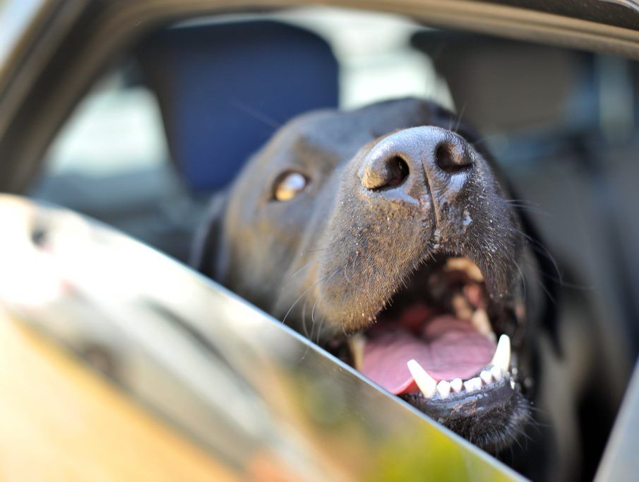 Don't leave your dog in the car this summer. Don't leave your dog in the car this summer.