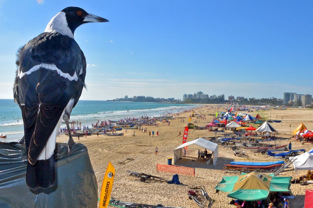 A magpie watches over the Surf Life Saving Championships at Kirra Beach. A magpie watches over the Surf Life Saving Championships at Kirra Beach.