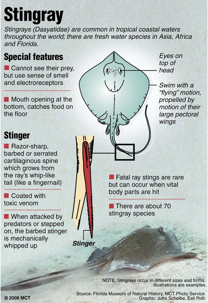 2 col x 5.5 in / 96x140 mm / 327x477 pixels Illustration of stingray and profile; closer look at stinger (spine). (AAP/KRT) NO ARCHIVING 2 col x 5.5 in / 96x140 mm / 327x477 pixels Illustration of stingray and profile; closer look at stinger (spine). (AAP/KRT) NO ARCHIVING
