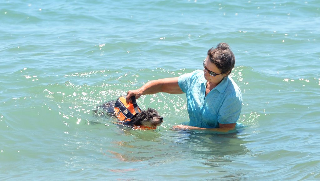 Christine Matschoss with her 14 year old harlequin poodle Caleb which has been left partially paralysed after being attacked by another dog on Lammermoor beach in early December. Christine Matschoss with her 14 year old harlequin poodle Caleb which has been left partially paralysed after being attacked by another dog on Lammermoor beach in early December.