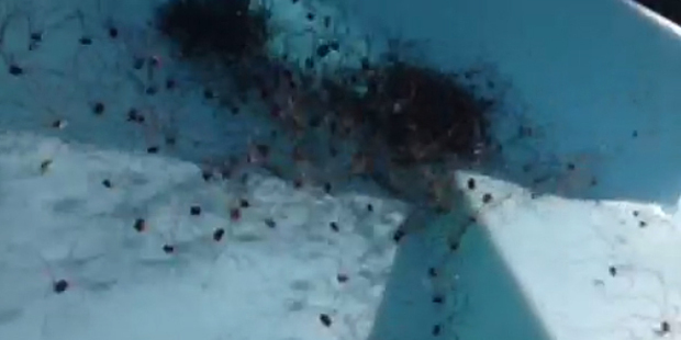An image from the spider video that has gone viral. An image from the spider video that has gone viral.