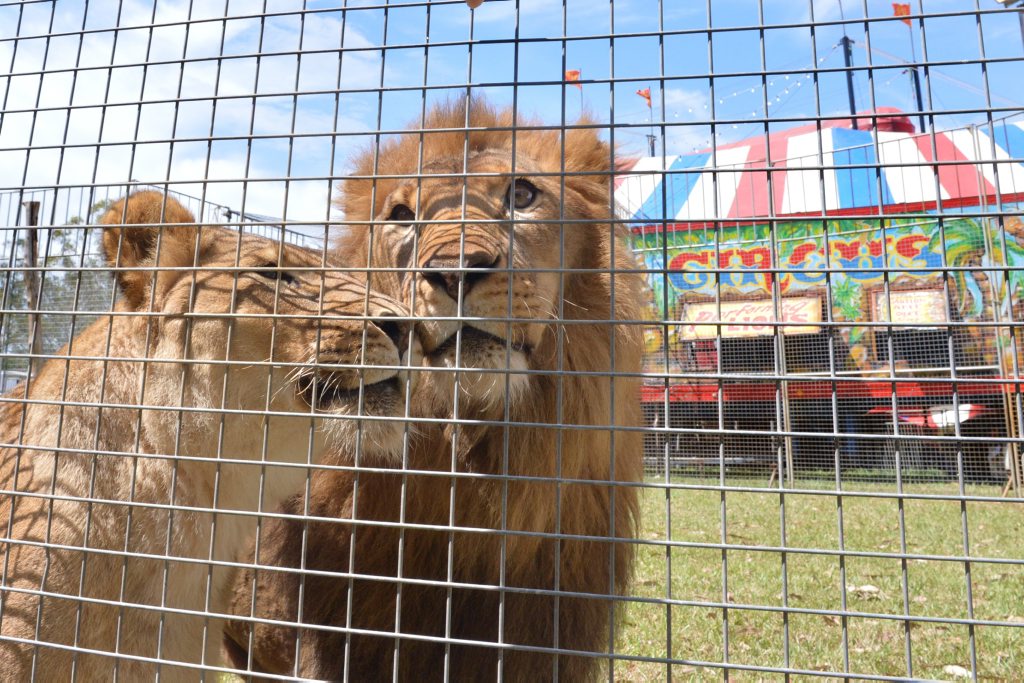Lion trainer and handler Mohammed Jratlon of Lennon's circus says his lions are humanely treated. Photo: John McCutcheon / Sunshine Coast Daily Lion trainer and handler Mohammed Jratlon of Lennon's circus says his lions are humanely treated. Photo: John McCutcheon / Sunshine Coast Daily