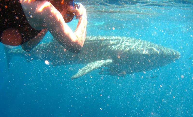 Swimming with a whale shark in WA Swimming with a whale shark in WA