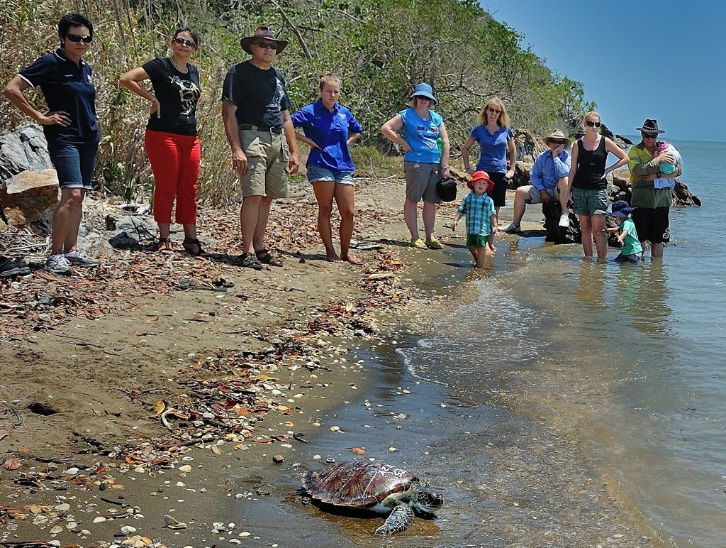 Two green turtles were deemed well enough to be released from the Quoin Island on Saturday. Lizzy is pictured on the way. 