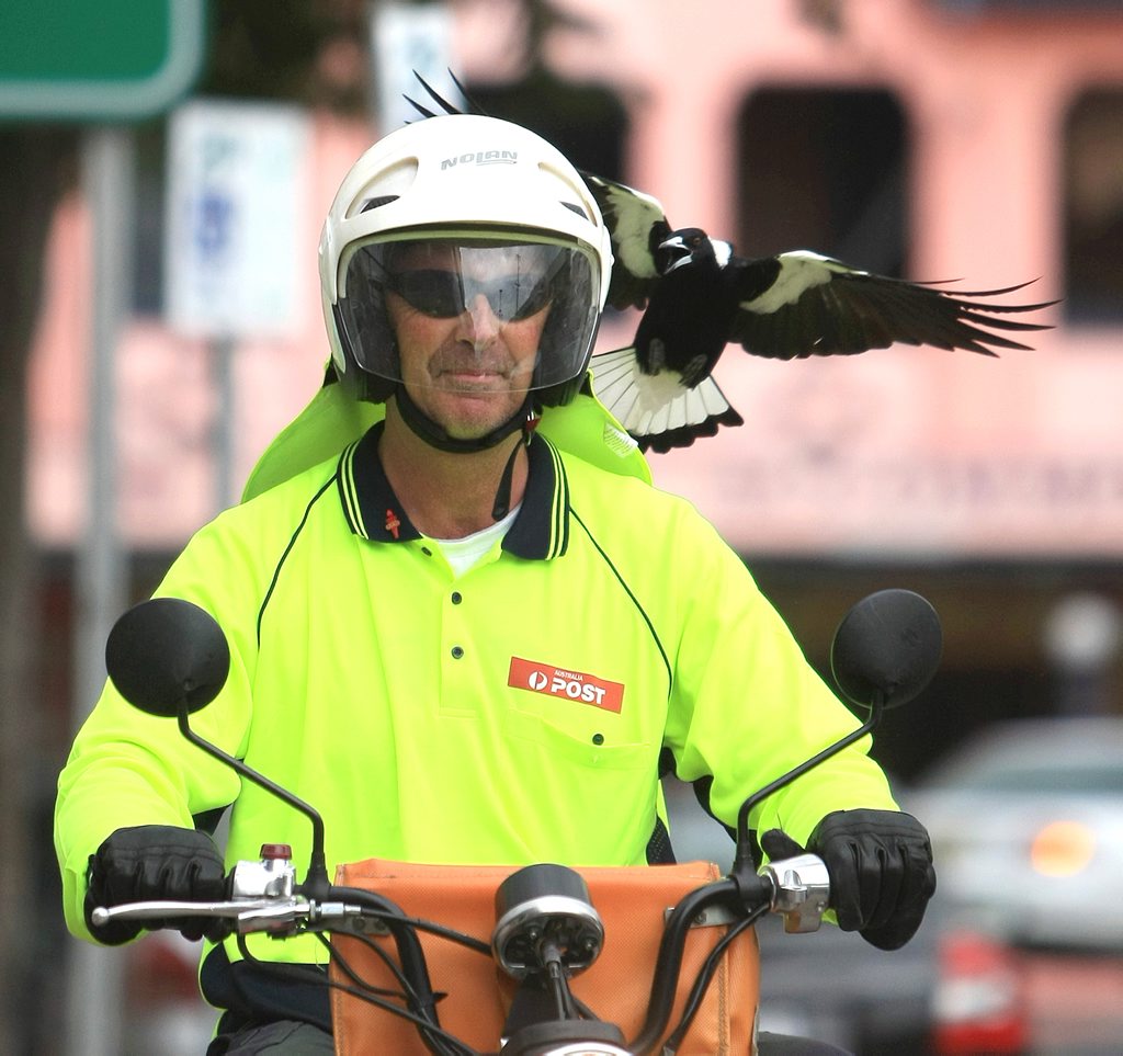 PHOTO SCOTT POWICK TWEED DAILY NEWS - Postman Gary Lamont from Murwillumbah Post Office gets attacked by Stanley the Magpie in the Main street of Murwillumbah PHOTO SCOTT POWICK TWEED DAILY NEWS - Postman Gary Lamont from Murwillumbah Post Office gets attacked by Stanley the Magpie in the Main street of Murwillumbah