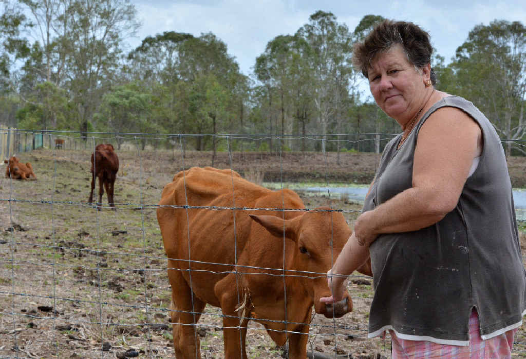 DISTRESSING: Lynne Partridge with one of the underfed cattle on an absent neighbour’s Curra property and (inset) another of the starving beasts. DISTRESSING: Lynne Partridge with one of the underfed cattle on an absent neighbour’s Curra property and (inset) another of the starving beasts.