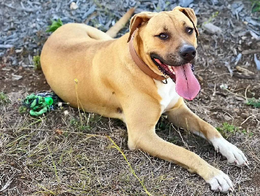 Toby the dog died of poisoning after swimming at a waterhole known as Old Bridge. Toby the dog died of poisoning after swimming at a waterhole known as Old Bridge.