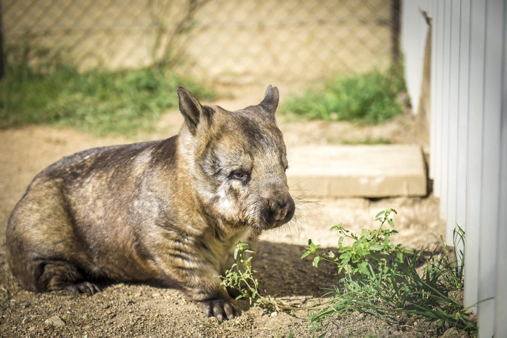 Tjuka the wombat, part of a breeding program at Australian Animal Care and Education's not-for-profit organisation Safe Haven. Tjuka the wombat, part of a breeding program at Australian Animal Care and Education's not-for-profit organisation Safe Haven.