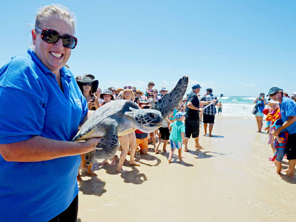 WAVING GOODBYE: Tiffany Lee, of Australian Seabird Rescue, releases Cruz, the green sea turtle, near Flat Rock. WAVING GOODBYE: Tiffany Lee, of Australian Seabird Rescue, releases Cruz, the green sea turtle, near Flat Rock.