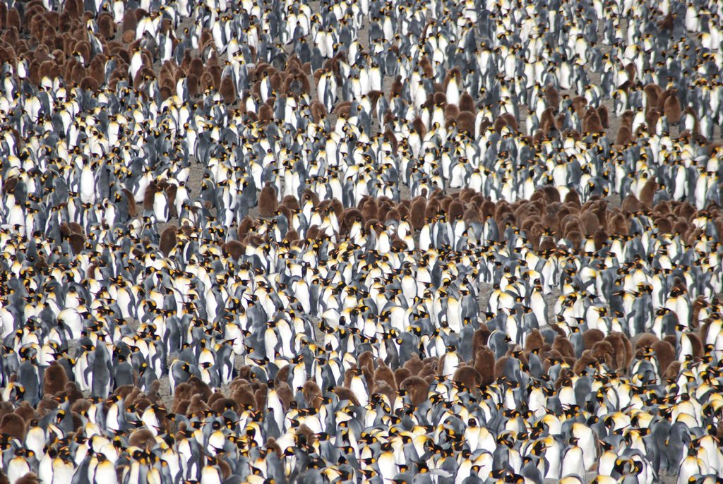King penguin colonies across the Antarctic can number in the tens of thousands and stretch off beaches up into surrounding hillsides. Photo: Contributed (John Gardiner) King penguin colonies across the Antarctic can number in the tens of thousands and stretch off beaches up into surrounding hillsides. Photo: Contributed (John Gardiner)