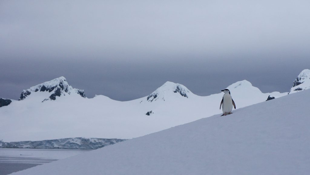A chinstrap penguin surveys his pristine Antarctic world. Photo: Contributed (John Gardiner) A chinstrap penguin surveys his pristine Antarctic world. Photo: Contributed (John Gardiner)