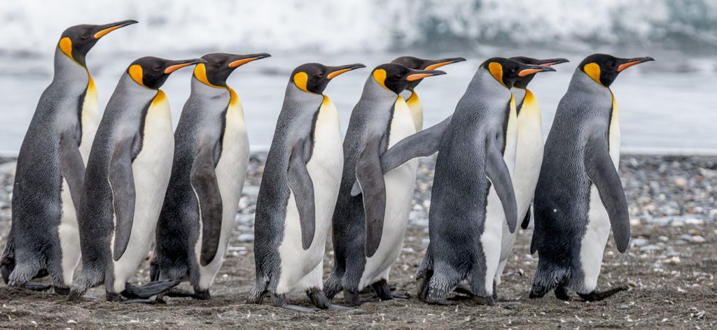 PENGUIN PARADE: King penguins parade to a South Georgia beach after egg-minding duties. Photo: Contributed (John Gardiner) PENGUIN PARADE: King penguins parade to a South Georgia beach after egg-minding duties. Photo: Contributed (John Gardiner)