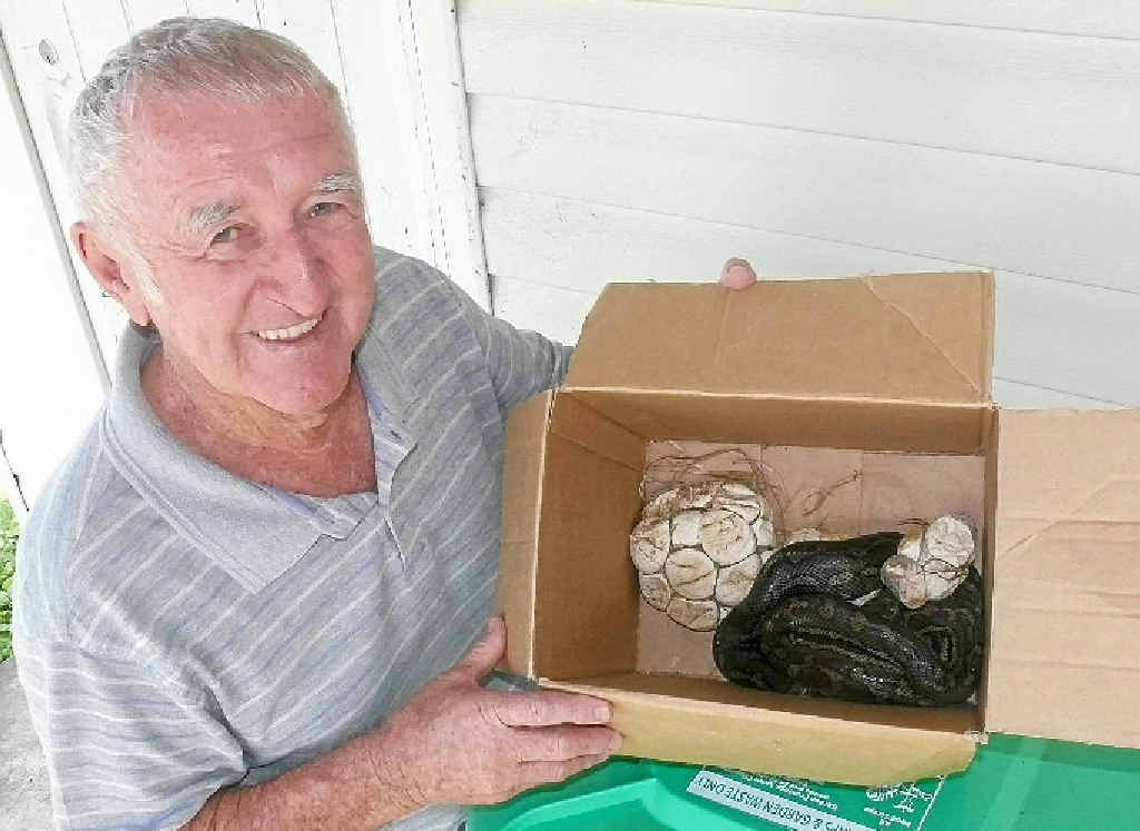 LOOKING AFTER MUM: South Grafton snake wrangler Paul Jones is looking after a carpet snake captured at Southgate as she incubates her eggs. LOOKING AFTER MUM: South Grafton snake wrangler Paul Jones is looking after a carpet snake captured at Southgate as she incubates her eggs.
