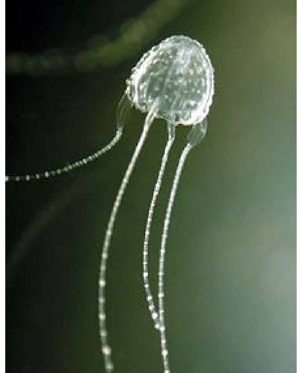 Irukandji to thrive in right situation Sunshine Coast Daily