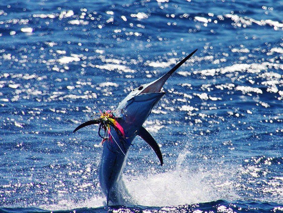 Riley Conor's black marlin strutting its stuff behind Black N Blue on Thursday - Photo John Dwyer Riley Conor's black marlin strutting its stuff behind Black N Blue on Thursday - Photo John Dwyer
