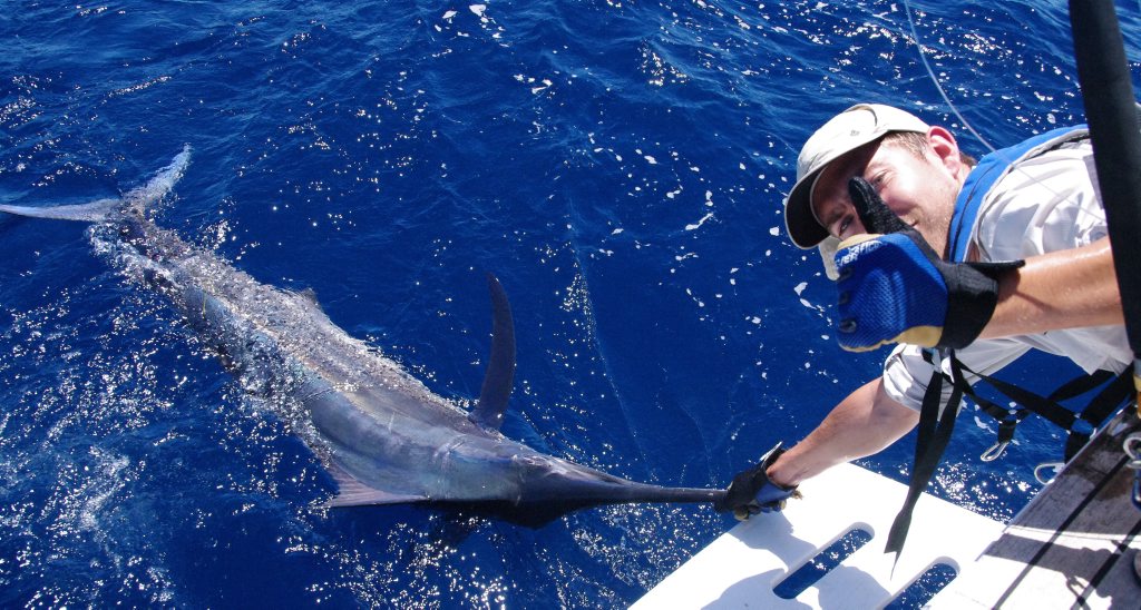 George Blackwell about to bid farewell to one of his two Thursday marlin. Photo - Rick O'Ferrall George Blackwell about to bid farewell to one of his two Thursday marlin. Photo - Rick O'Ferrall
