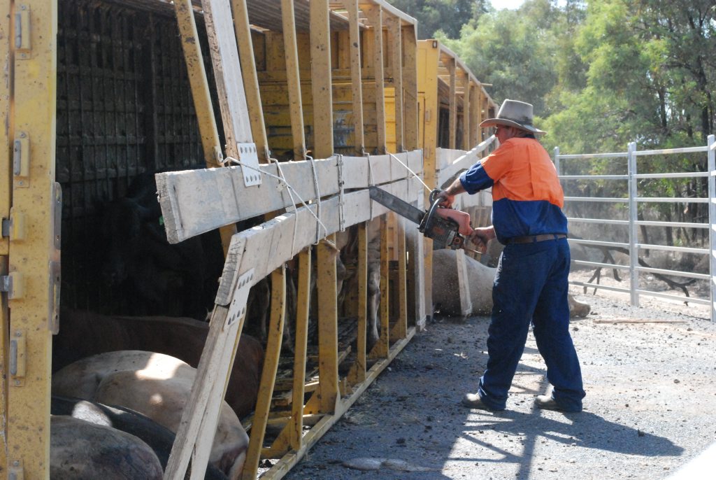 Western Downs Regional Council staff work to cut the surviving cattle free from the crash wreckage. Western Downs Regional Council staff work to cut the surviving cattle free from the crash wreckage.