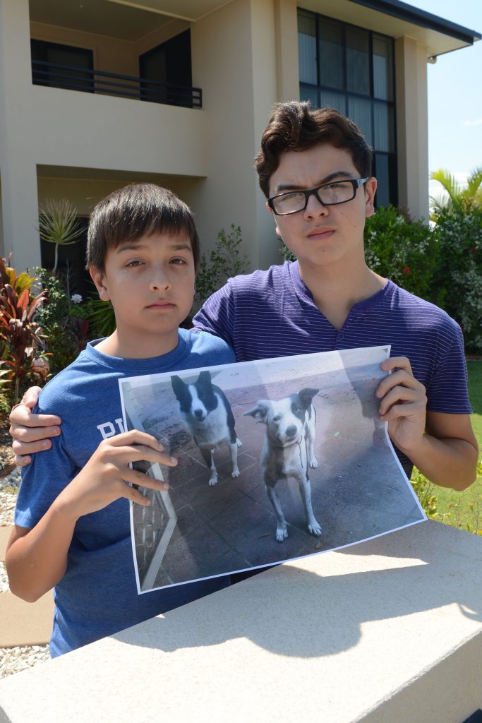 MUCH-LOVED PETS: James and John Paul Tully hope to find their dogs after they went missing on December 20. MUCH-LOVED PETS: James and John Paul Tully hope to find their dogs after they went missing on December 20.